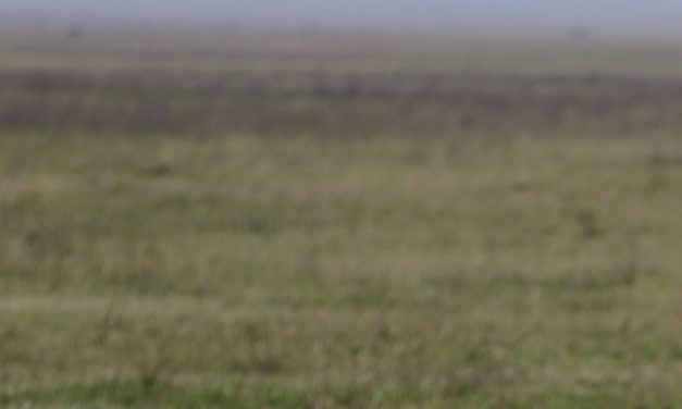 Poison suspected in deaths of ten lions in game reserve in Tanzania