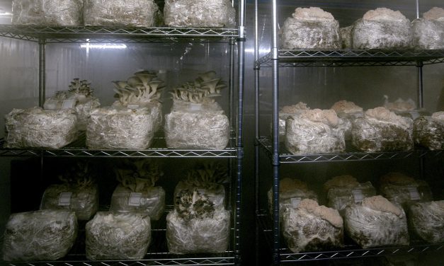 This farm raised thousands of pigs for slaughter. Now it’s growing mushrooms instead
